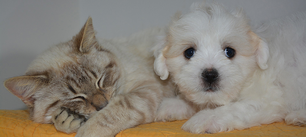 Arrowhead Apartments